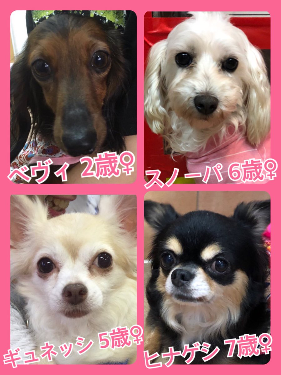 🐾今日の里親様募集中ワンコ🐶メンバーです🐾2019,8,20